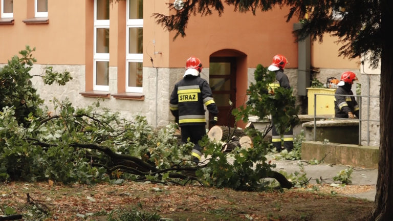 Powalone drzewa, ranny strażak w powiecie głogowskim (FOTO)