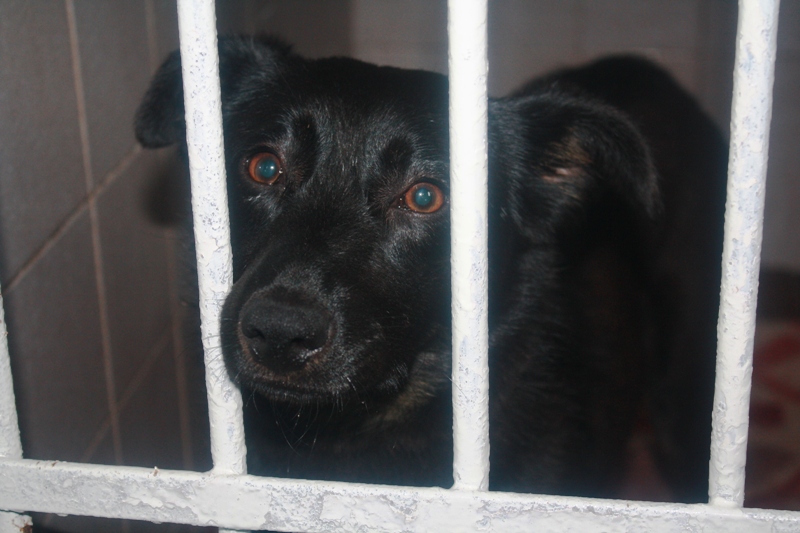 LEGNICA. Codziennie jakiś pies trafia do schroniska