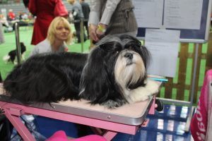 IMG_0935