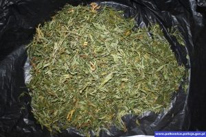 MARIHUANA