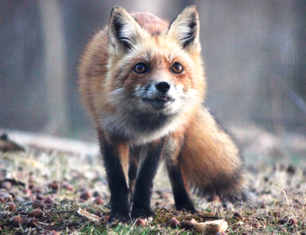 LEGNICA. Francuska firma zatrudnia Polaków