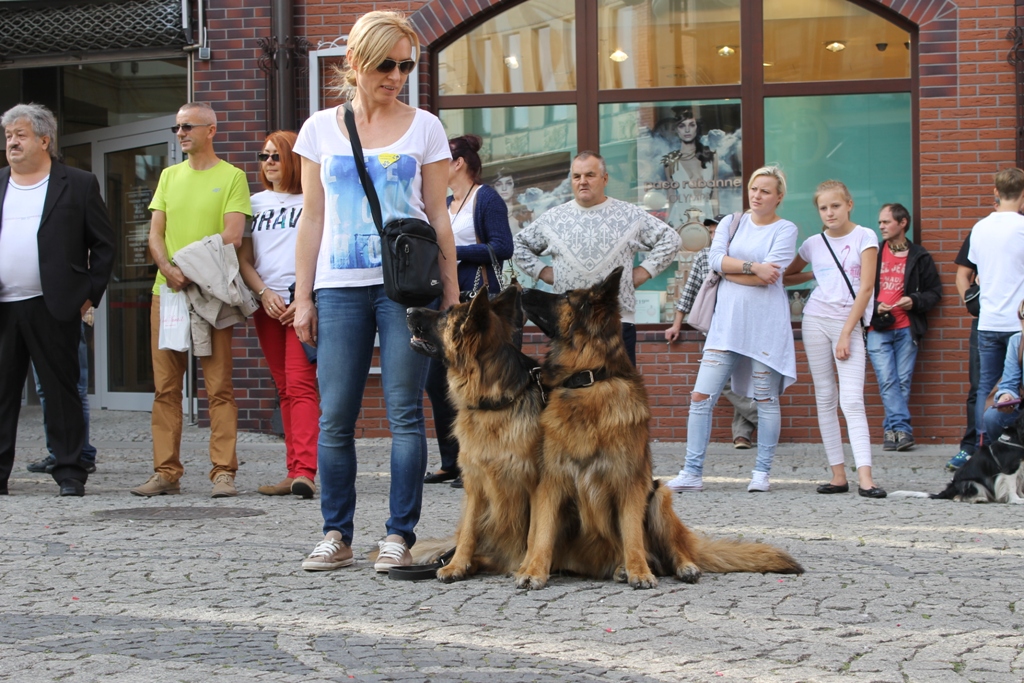 LEGNICA. Złodzieje rowerów za kratkami