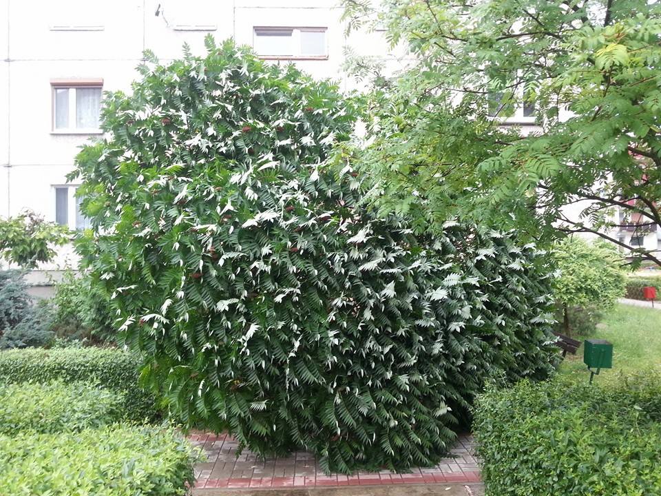 PRZEMKÓW. Powalone drzewo utrudnia dostęp do budynku