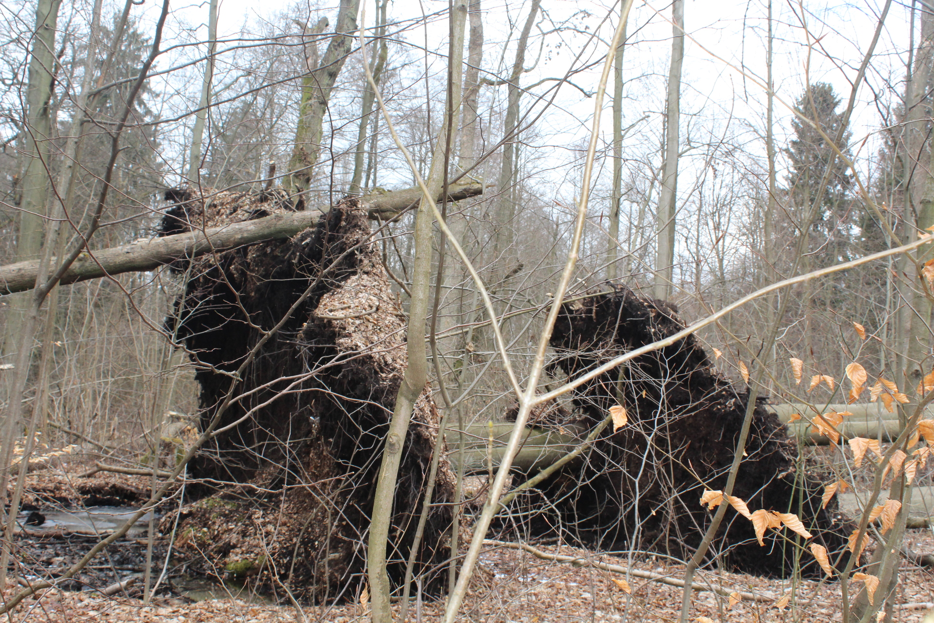 LEGNICA. Podpalił rodzinę i sąsiadów