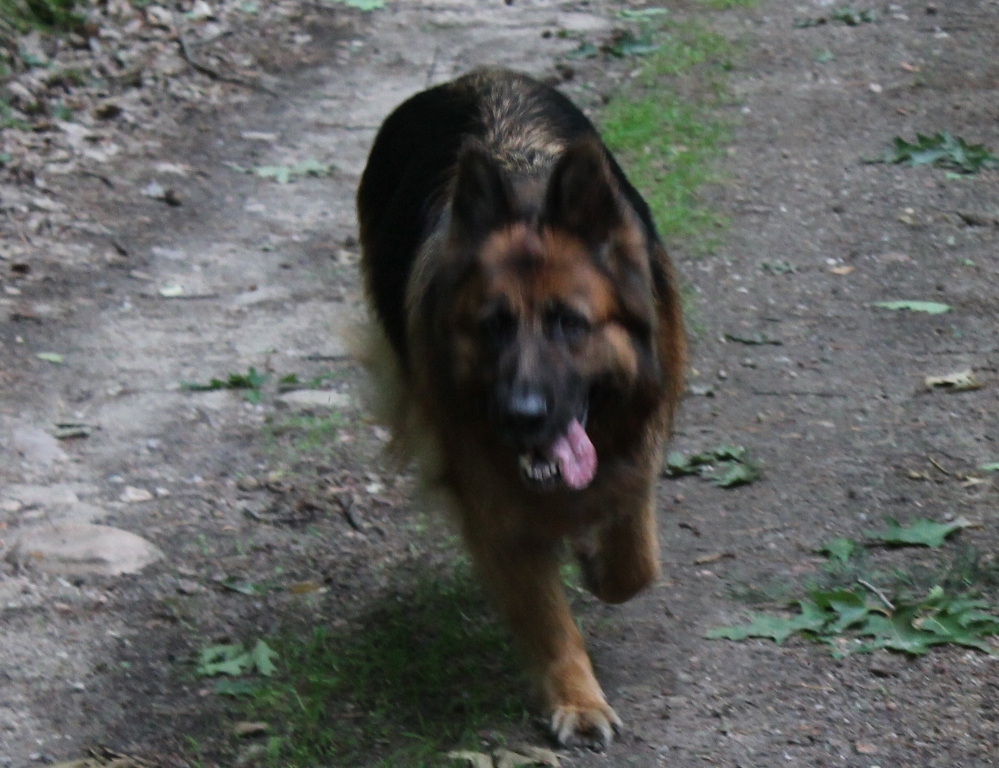 LEGNICA. Hycel wyłapie bezpańskie czworonogi