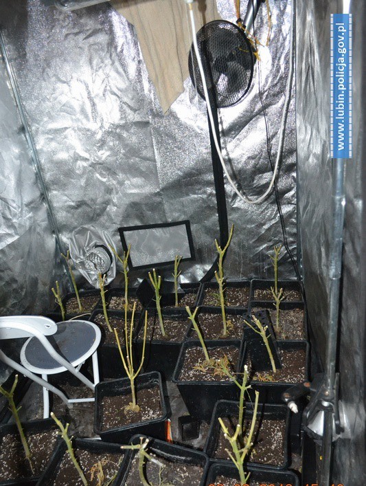 GŁOGÓW. Zamiast do parków, sadzonki drzew trafią do mieszkańców