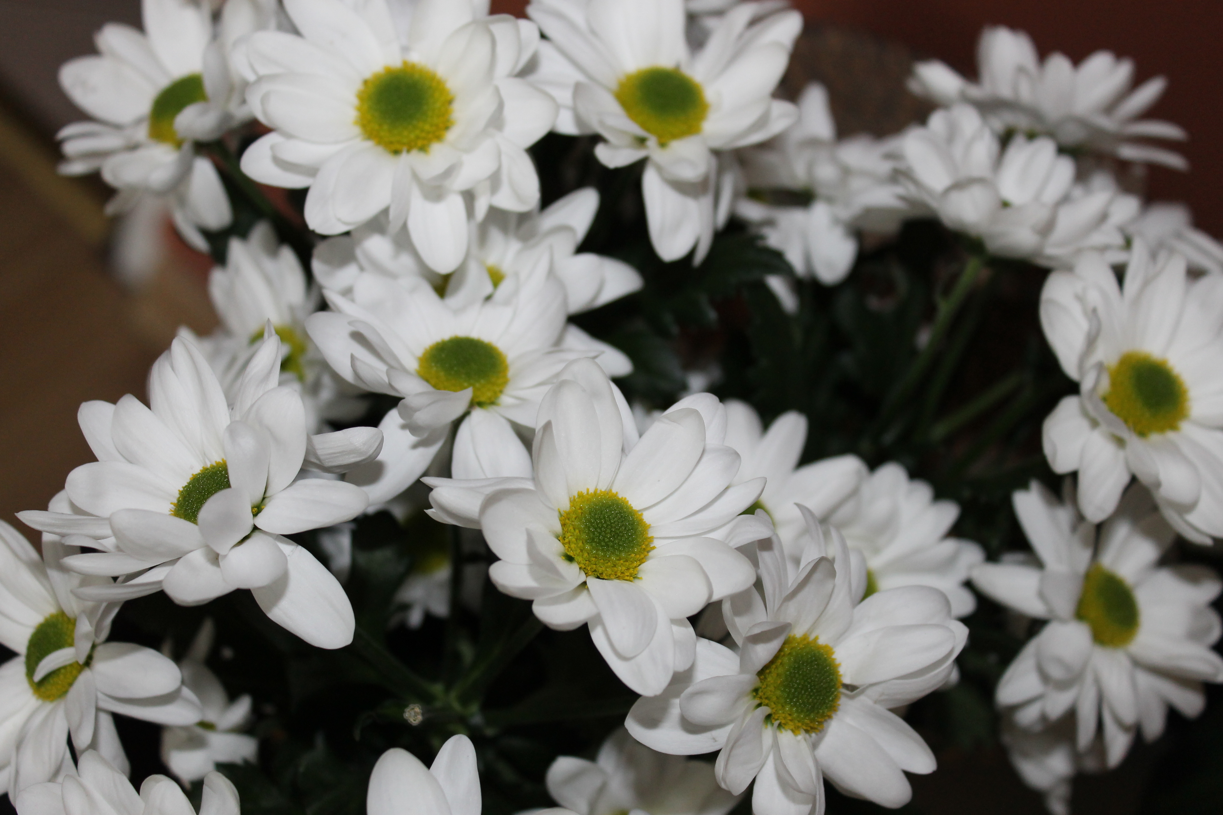 LUBIN. Chciał podziękować kradzionymi kwiatami