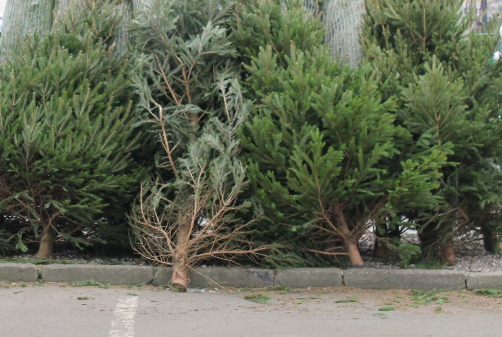LEGNICA. Można się pozbyć bożonarodzeniowych drzewek