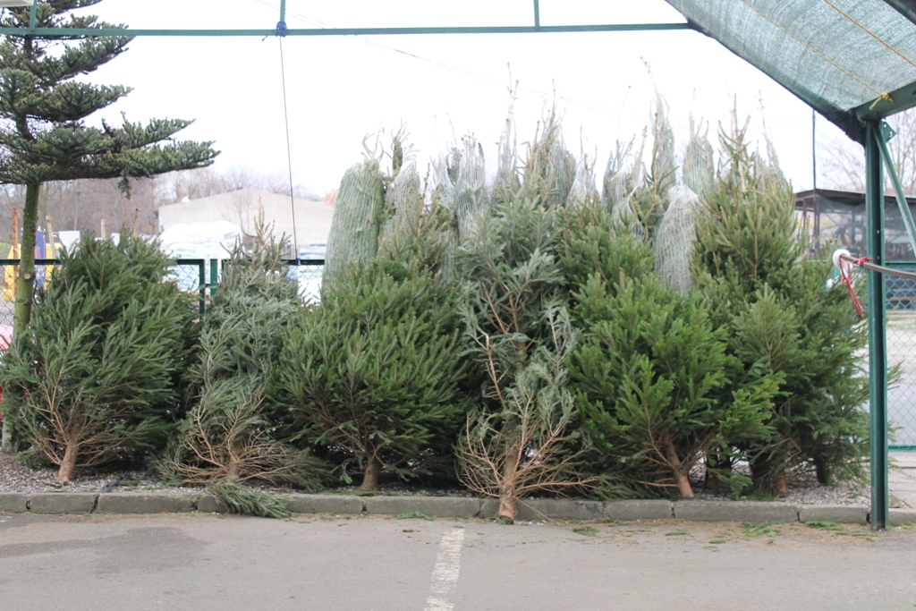 LUBIN. Choinkowy problem