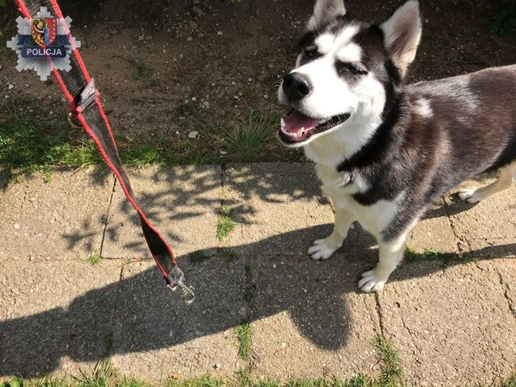 ZŁOTORYJA. Zaginął labrador, nagroda dla znalazcy