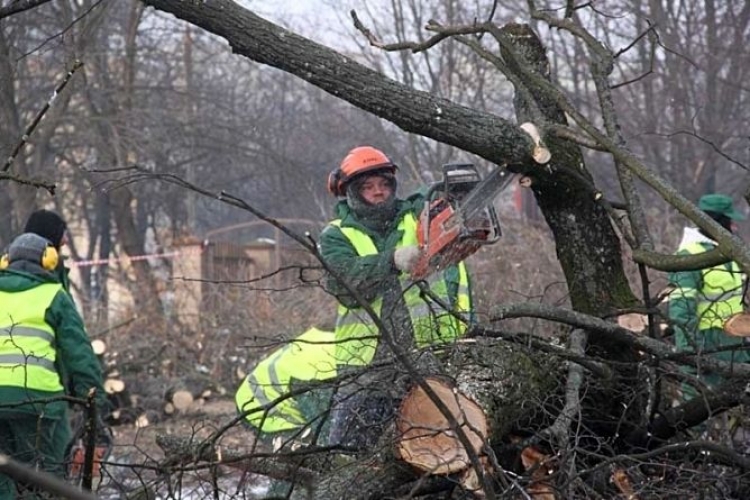 Wójtowie podzieleni w sprawie wycinki drzew