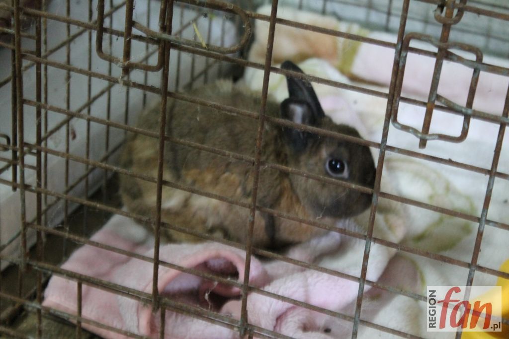 LUBIN. Ukradł, zabił i zjadł łupy