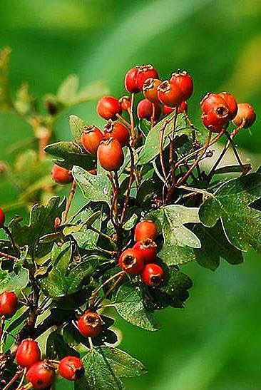 GŁOGÓW. W poszukiwaniu młodych poetów i pisarzy