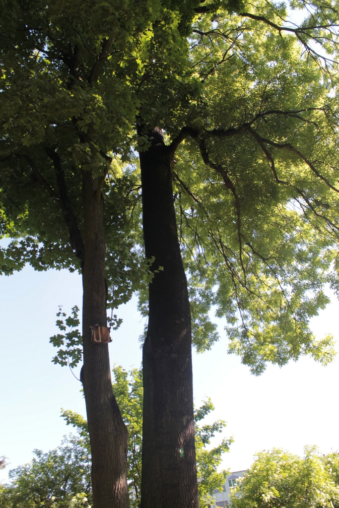 LUBIN. Od stulecia pną się w niebo (wideo)