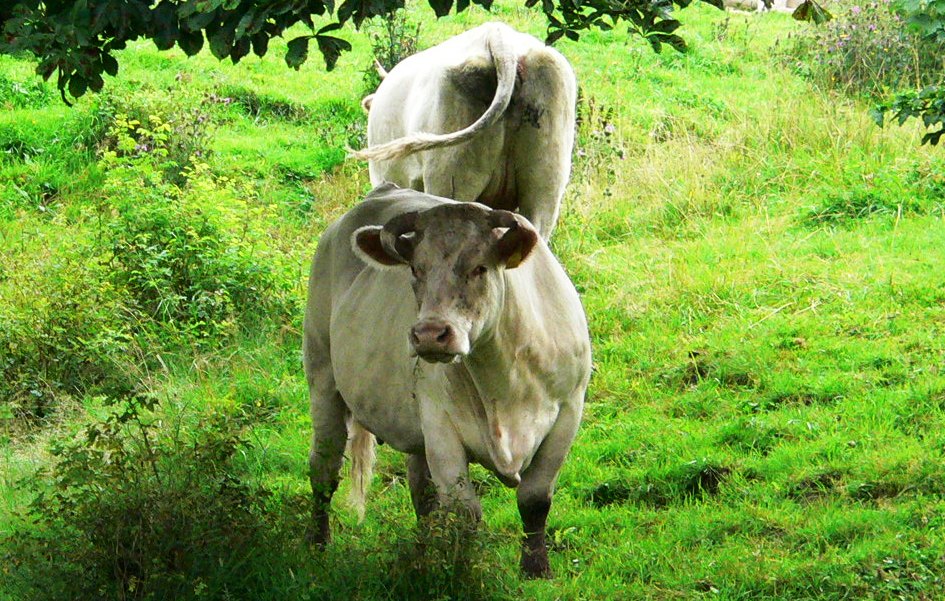 Odnalazły się zaginione krowy