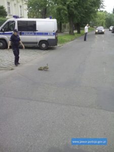 kaczki policja Jawor1