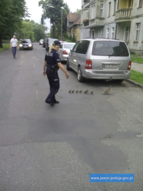 JAWOR. Rodzina w opałach… kacza rodzina