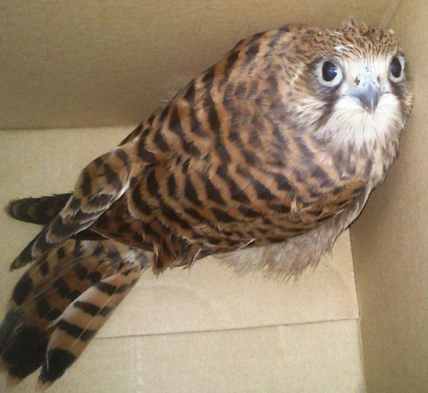 LEGNICA. Skrzydlaty nieborak pod opieką lekarza