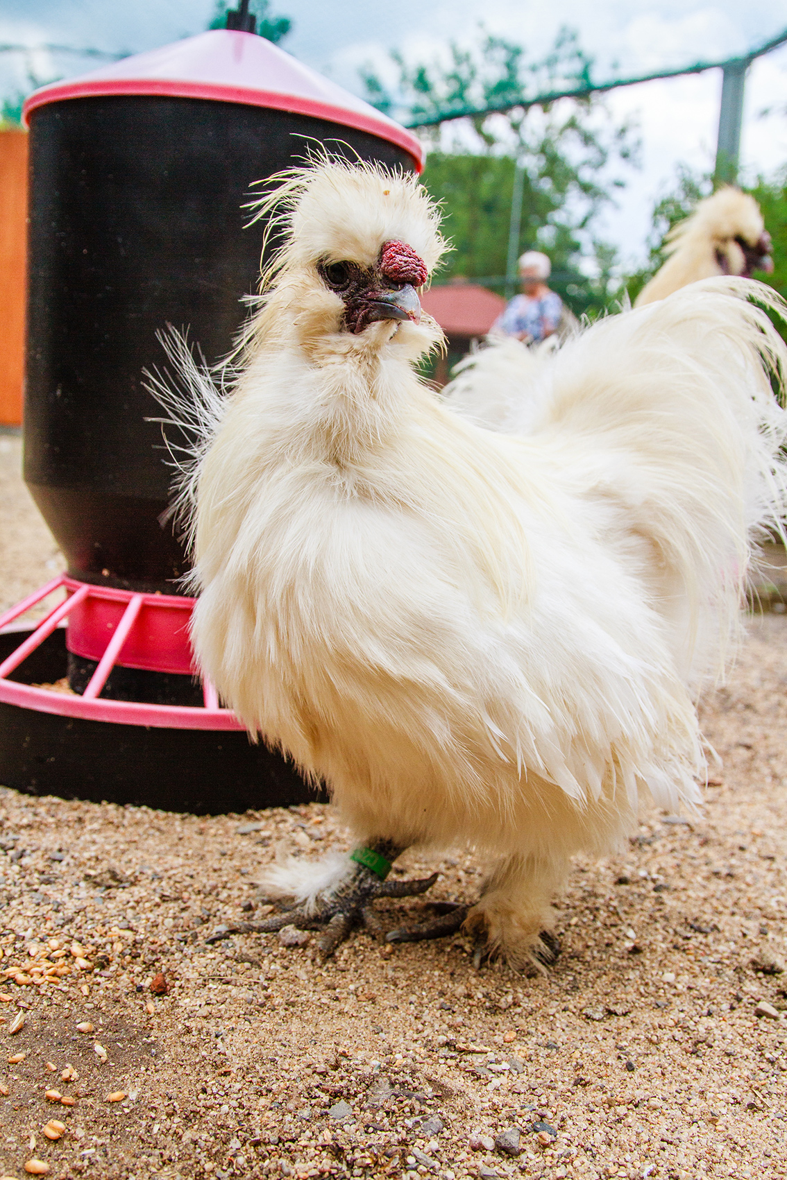 LEGNICA. Rozkładają leżaki, czekają na pisklaki (FOTO)