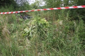 Barszcz Sosnowskiego (1)