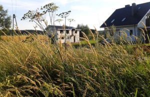 Barszcz Sosnowskiego (3)