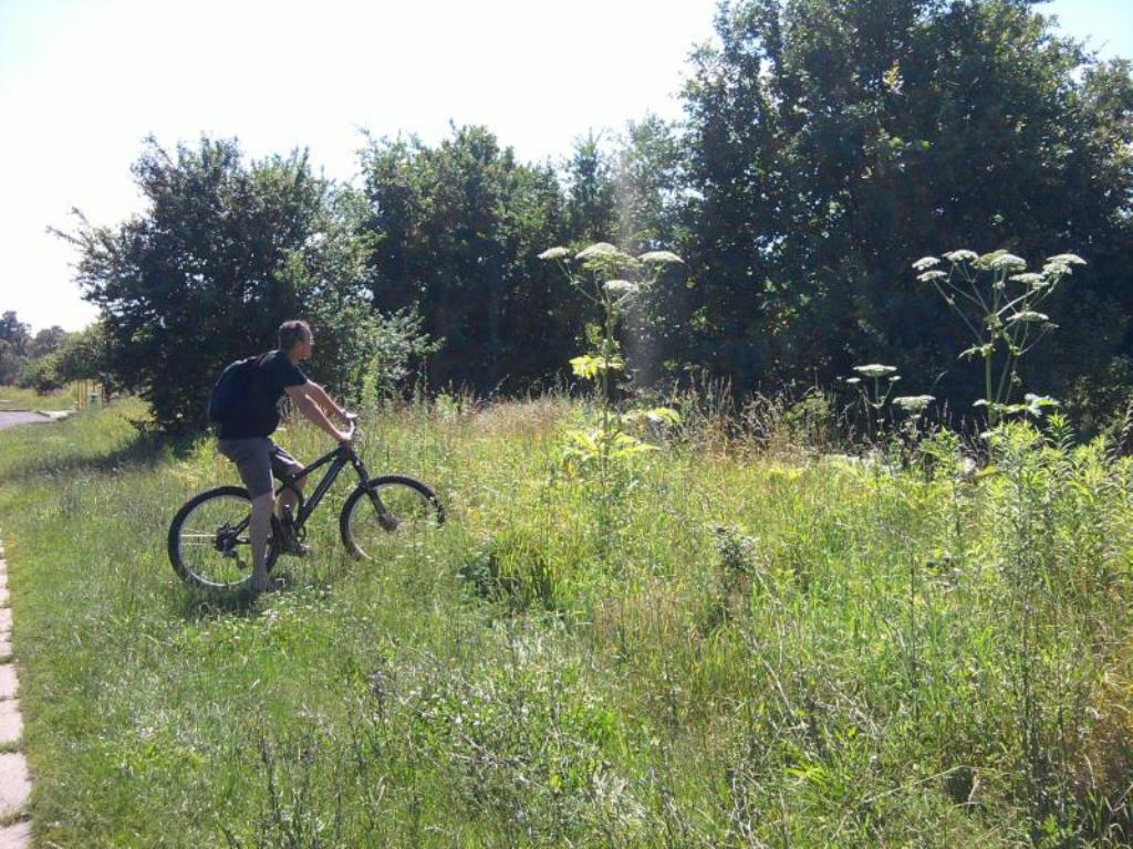 LEGNICA. Ostrzeżenie przed parzącą rośliną