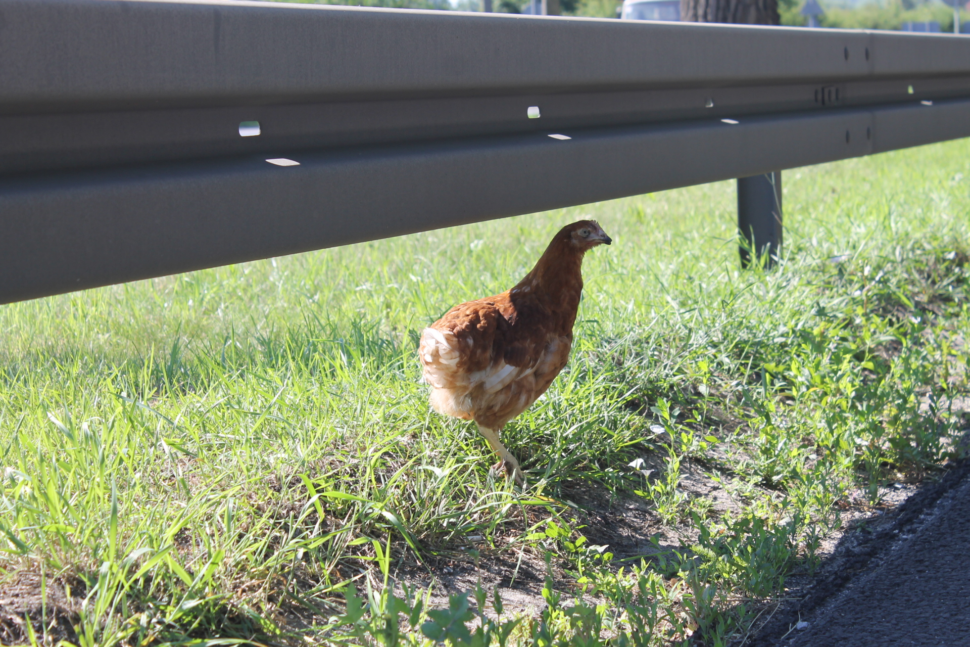 LUBIN. Kura tirówka na krajowej trójce /video/
