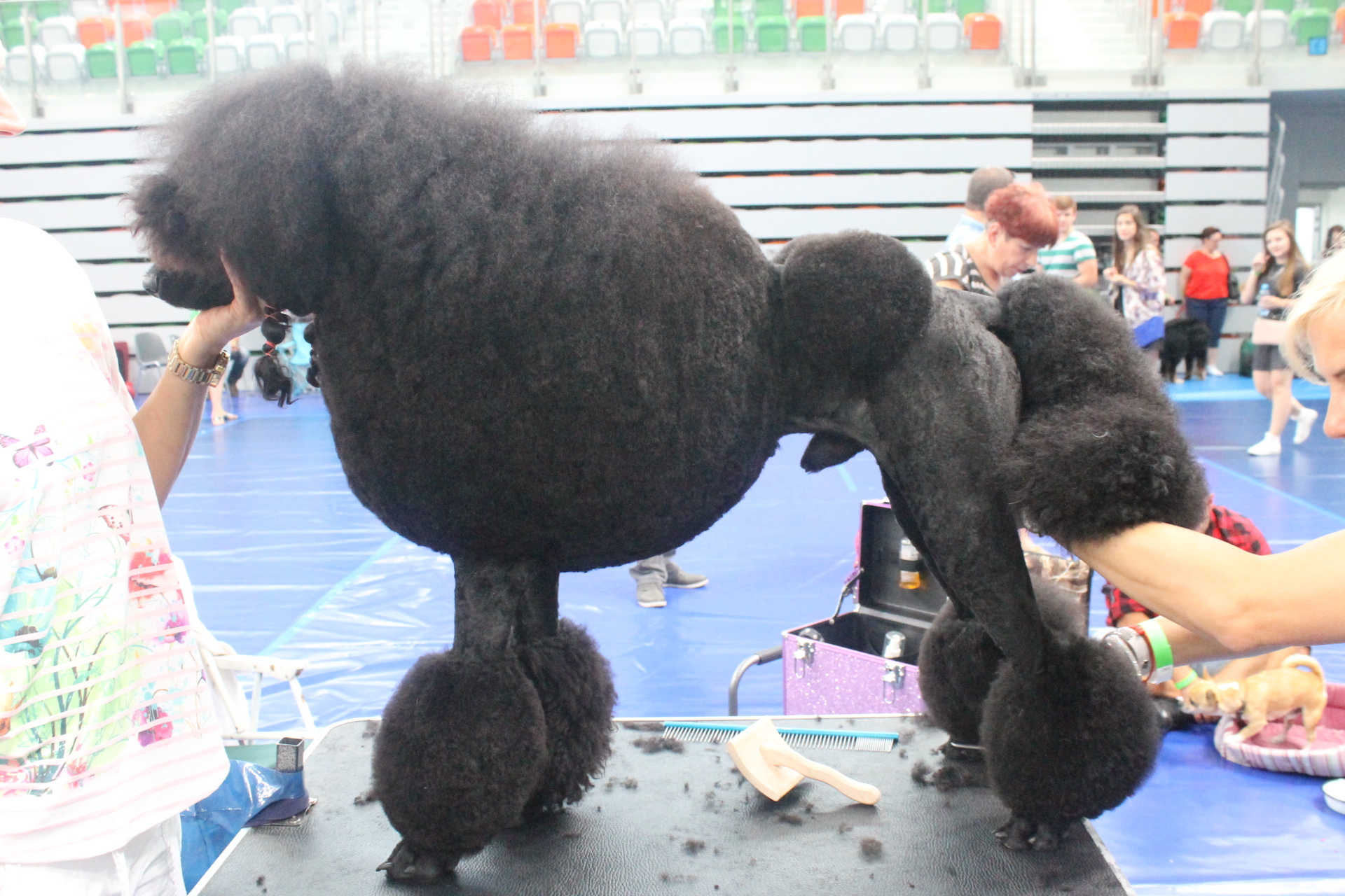LUBIN. Psy rywalizują na hali i stadionie