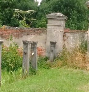 barszcz sosnowskiego 1