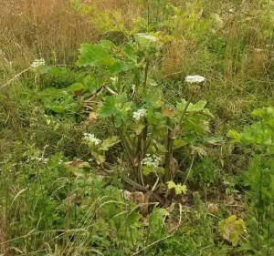 barszcz sosnowskiego 2