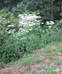 barszcz sosnowskiego