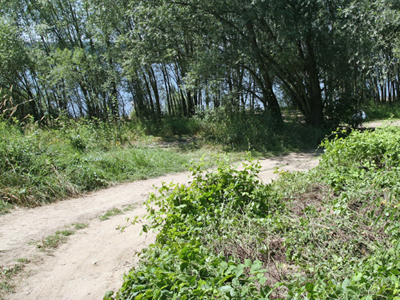 MĘCINKA. Uwaga! Kolejny Barszcz Sosnowskiego