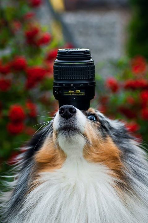 LUBIN. Psy opanują miasto (WIDEO)