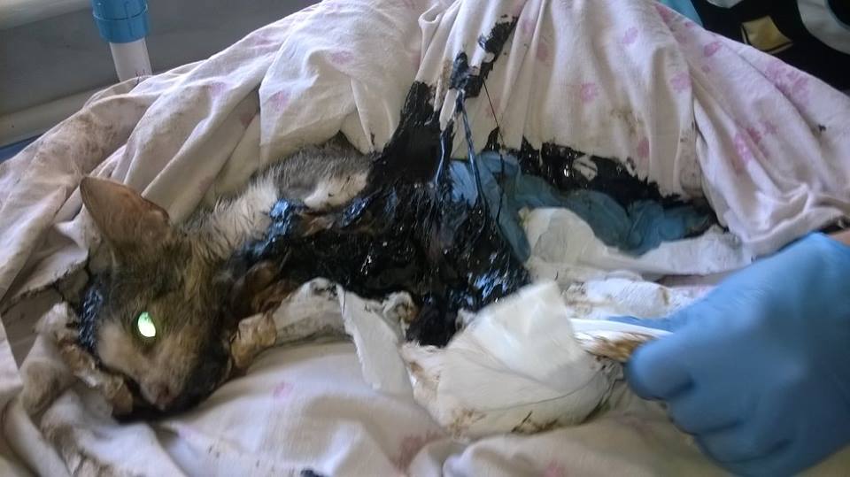 Zgłoś każde padłe zwierzę. Chodzi o wściekliznę