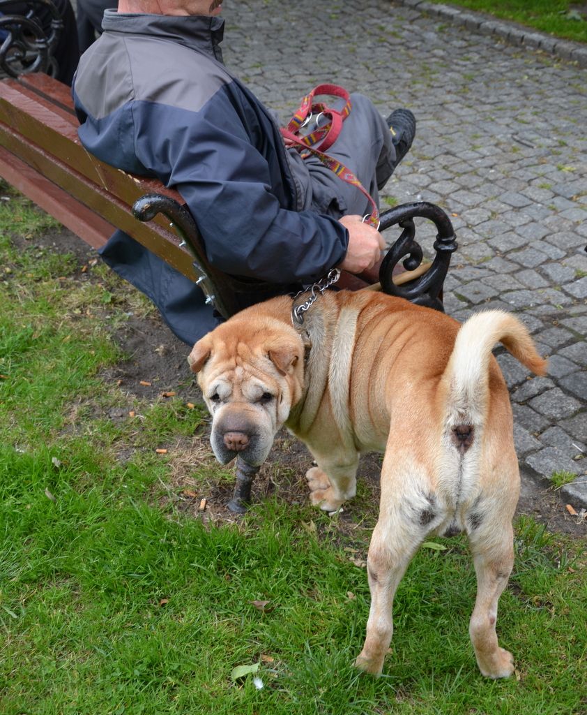 ZŁOTORYJA. Czekają na zdjęcia brudasów (WIDEO)