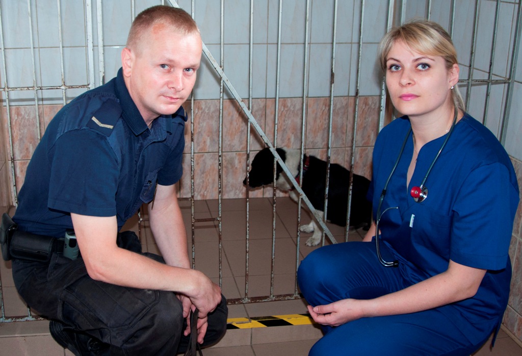 LEGNICA. Sprawdzają czy nie jest wściekły