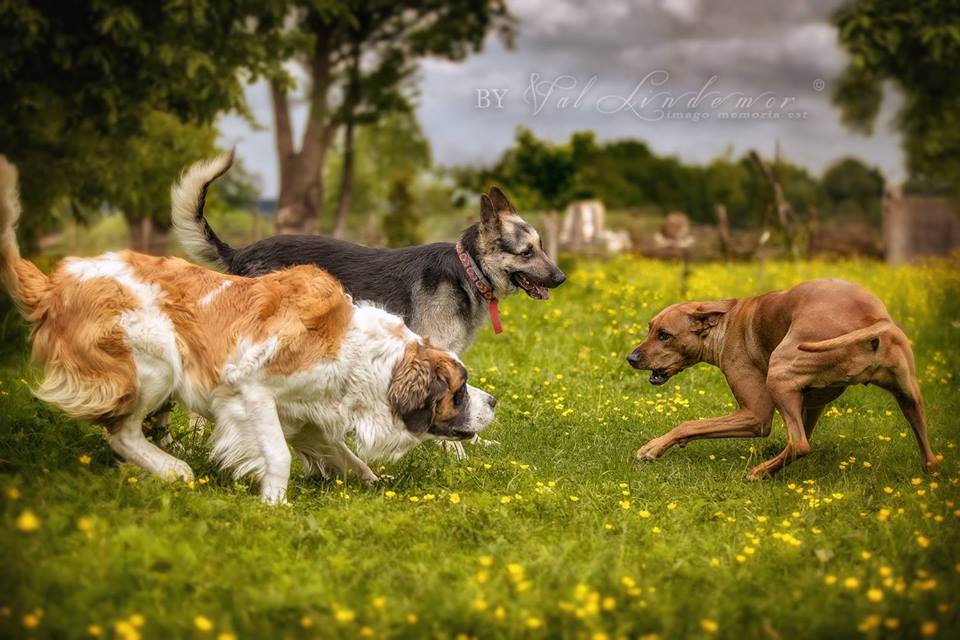 Pies uczulony na mięso, trawę i… ludzi (WIDEO)