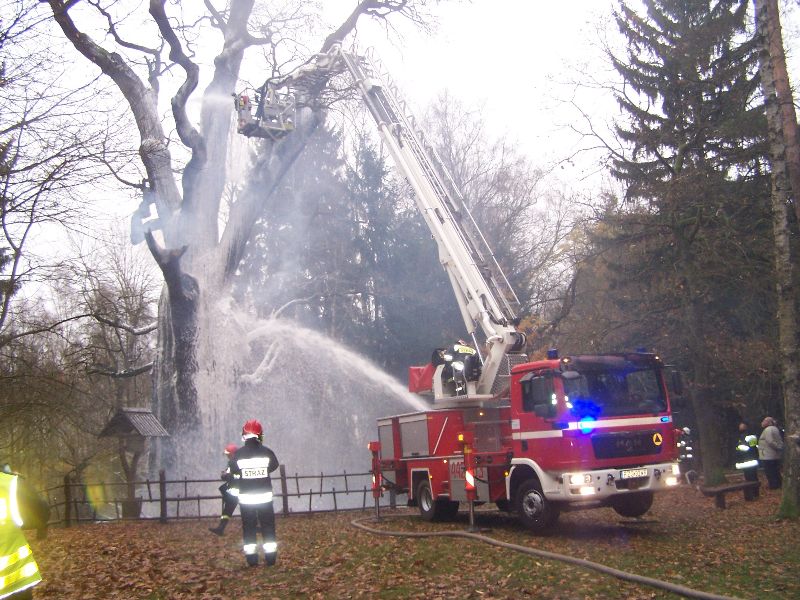 REGION. Wierzą, że Dąb Chrobry odżyje