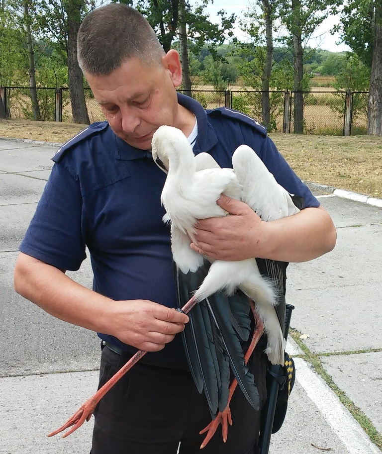 LEGNICA. Skrzydlaty pacjent