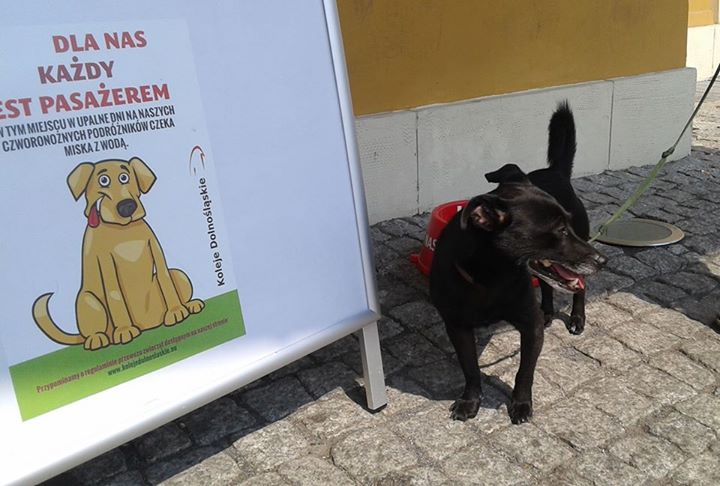 LEGNICA. Pamiętają o czworonożnych pasażerach