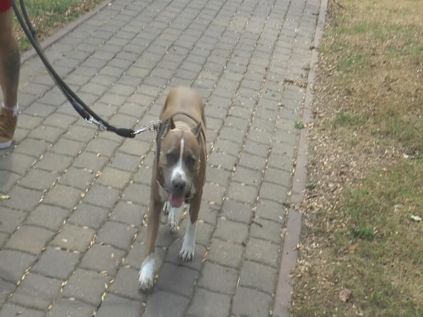 LUBIN. Pies rzucił się na policjanta/video/