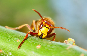 hornet-1336799