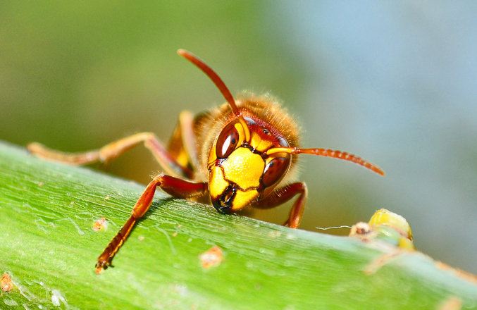 GŁOGÓW/POLKOWICE. Kot nieborak i groźne szerszenie