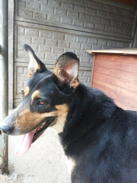 ŻUKOWICE. Kalif czeka na nowy dom. Nie tylko on