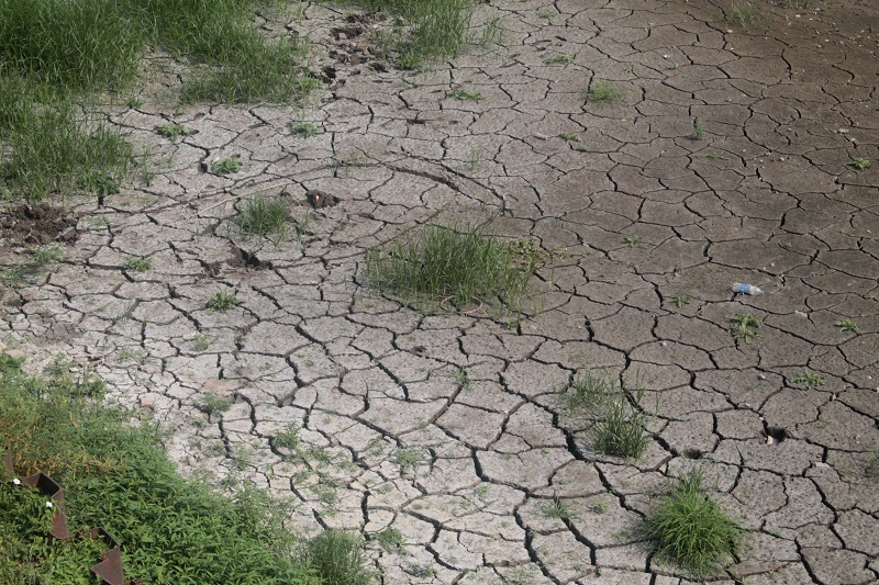 ŚCINAWA. Odra wysycha (FOTO, WIDEO)