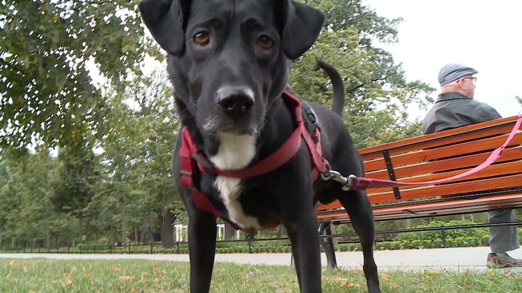 LEGNICA. Prezydent chce znieść opłatę za psy (WIDEO)