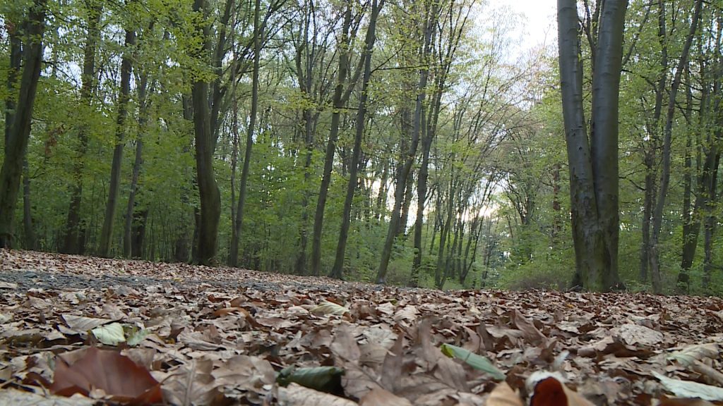 LEGNICA. Dyskutowali o Lasku Złotoryjskim (WIDEO)