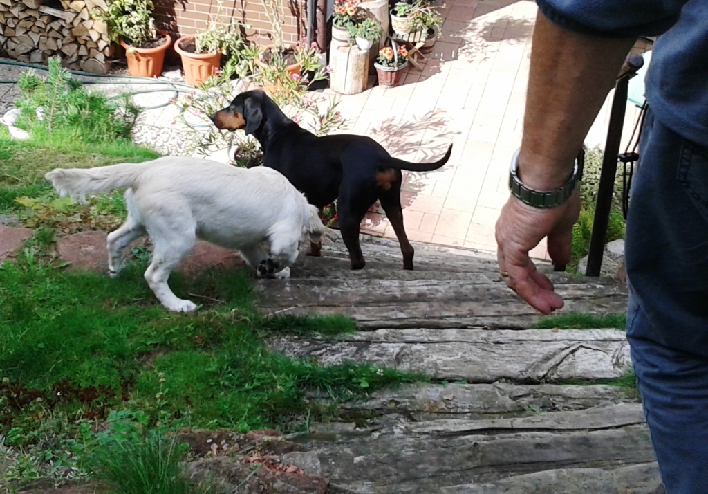 LEGNICA. Rozszczekana impreza