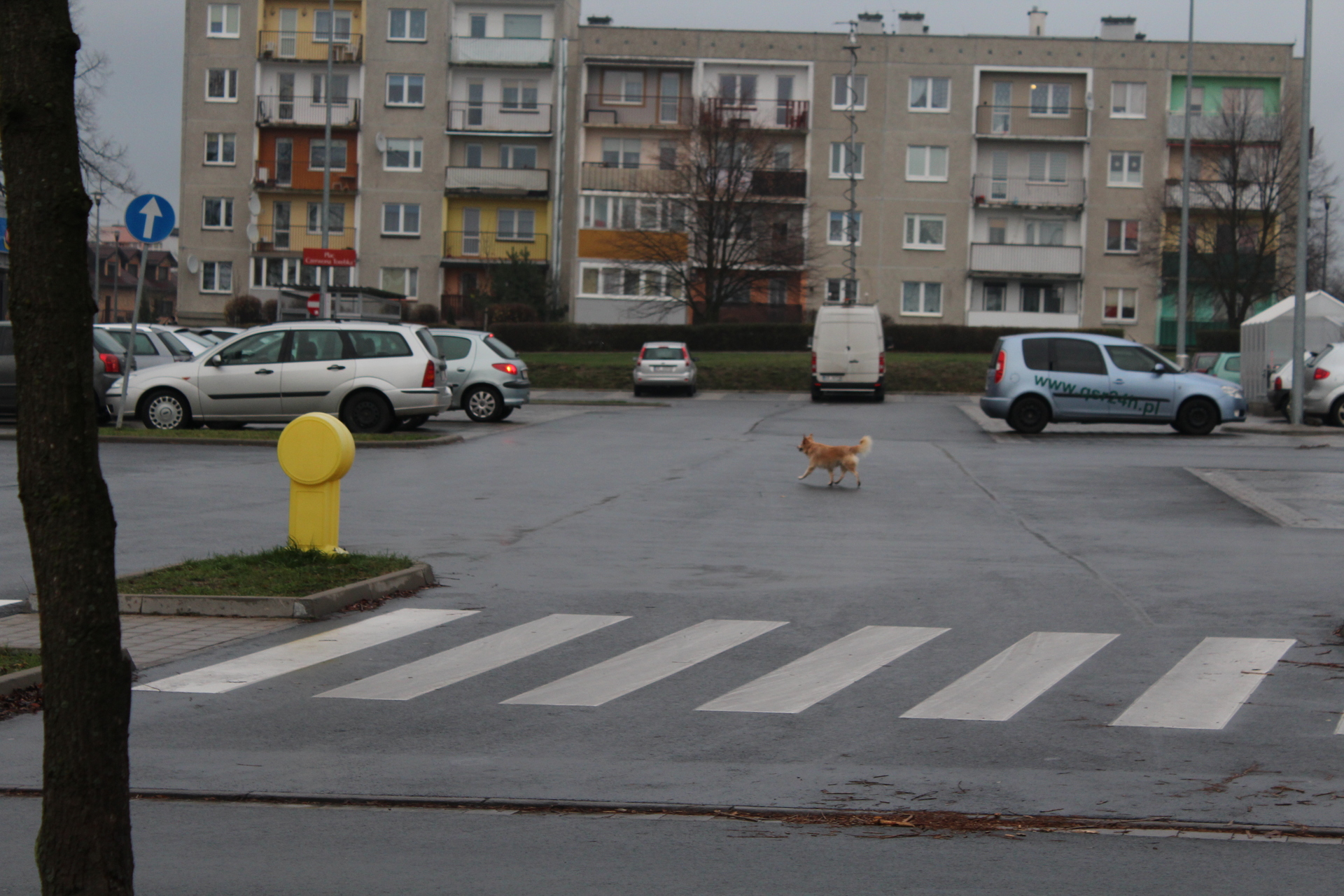 LEGNICA. Przywiążą się do łańcuchów
