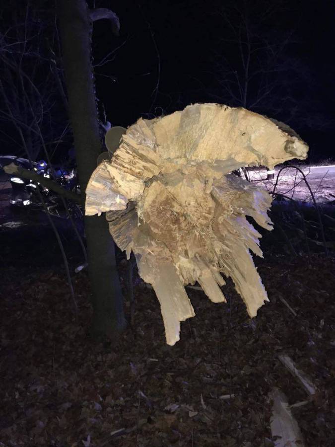 Wycinka pod kontrolą. Jakie zmiany?